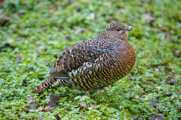 Auerhenne im Nationalpark Bayerischer Wald 