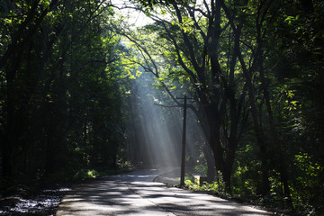 Rays of light falling on the road through the trees of Sanjay Gandhi National Park, India