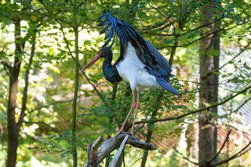 Schwarzstorch im Nationalpark Bayerischer Wald 