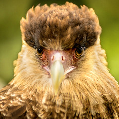 Greifvogel