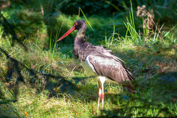 Schwarzstorch im Nationalpark Bayerischer Wald 