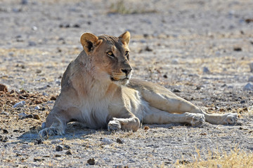 Löwin (panthera leo) am Wasserloch Gemsbokvlakte im Etosha Nationalpark (Namibia)