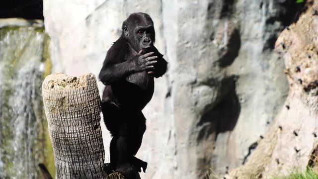 Baby gorilla hitting his chest. Young gorilla playing.