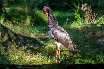Schwarzstorch im Nationalpark Bayerischer Wald 