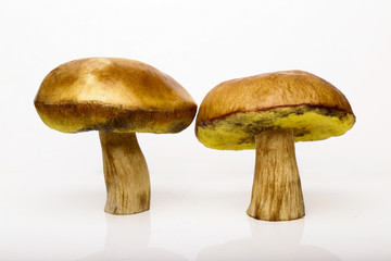 Two Porcini isolated white background. White mushrooms