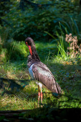 Schwarzstorch im Nationalpark Bayerischer Wald 