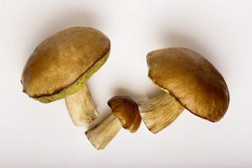 Three Porcini isolated white background. White mushrooms