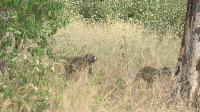 baboons passing by in the deep grasses