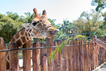 Naklejka premium feeding giraffe in a zoo