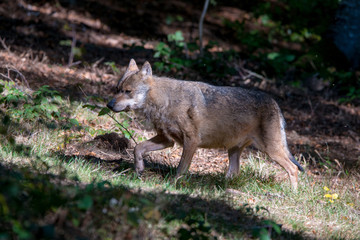 Wolf , Grauer Wolf (Canis lupus) im Nationalpark Bayerischer Wald 