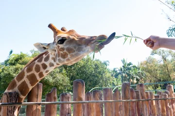 Stickers pour porte Girafe nourrir la girafe dans un zoo