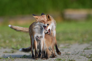 キタキツネの家族