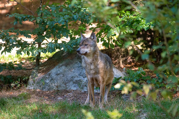 Naklejka na ściany i meble Wolf , Grauer Wolf (Canis lupus) im Nationalpark Bayerischer Wald 