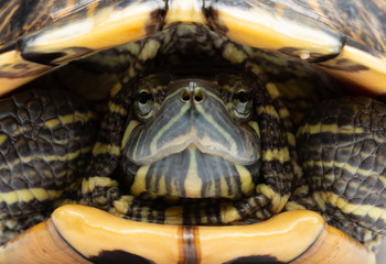 Obraz premium pet turtle red-eared slider or Trachemys scripta elegans close up 2