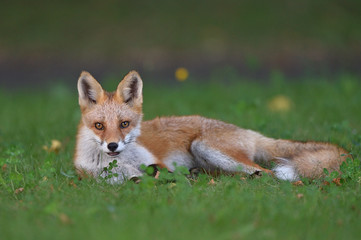 キタキツネの子供