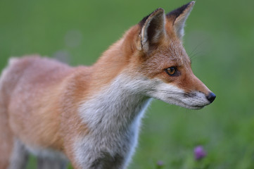 キタキツネの子供