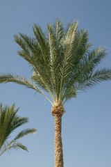 Obraz na płótnie Canvas Palm tree in Egypt all inclusive hotel beautiful view with blue sky Red Sea