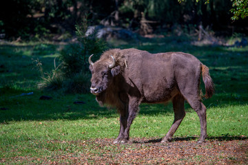 Wisent im Nationalpark Bayerischer Wald 
