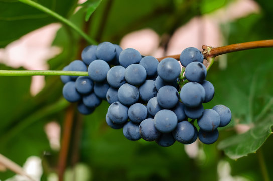 grapes tangled in the branch