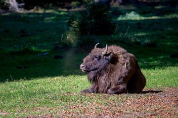 Wisent im Nationalpark Bayerischer Wald 