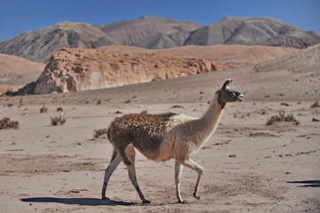  Lama guanaco and  vicuna are the most famous inhabitants of the Chilean Atacama Desert.