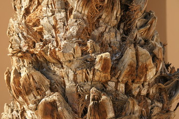 Palm tree in Egypt all inclusive hotel beautiful view with blue sky Red Sea