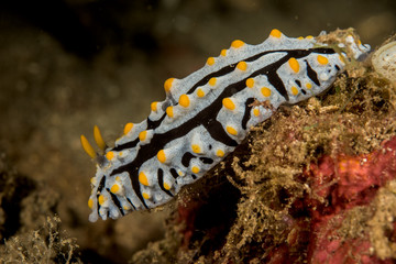 nudibranch sea slug
