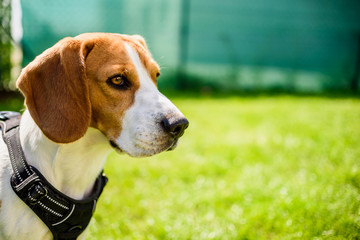 Beagle dog on a grass in park garden outdoors