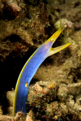 blue ribbon eel