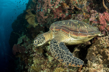 Obraz premium green sea turtle