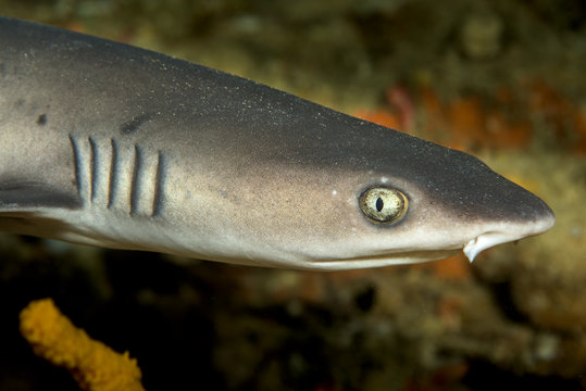 Whitetip Reef Shark Head