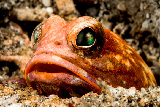 solor jawfish buried in sand looking for prey