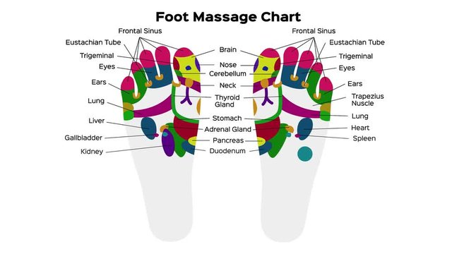 Foot reflexology chart with accurate description of the corresponding internal organs and body parts. Vector illustration on black background. anatomy / graphic animation