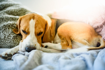 Beagle dog sleeps on a sofa in living room