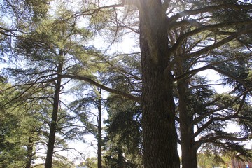 Fototapeta premium trees and blue sky