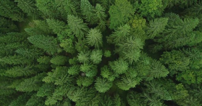 4k aerial photo of spruce tree forest in late summer