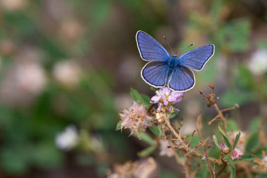 Blauer Schmetterling auf Kleebl&uuml;te