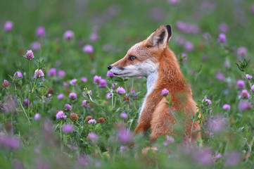 キタキツネの子供