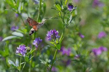 Taubenschwänzchen an Kleeblüte