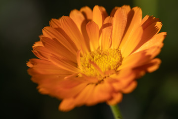 Ringelblume