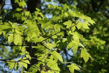 Beautiful tree im midsummer in park of Dresden, blue sky no tourism