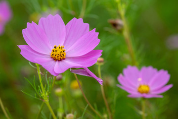 コスモス