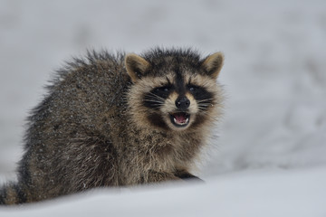 雪の中のアライグマ
