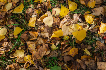 Autumn yellow leaves