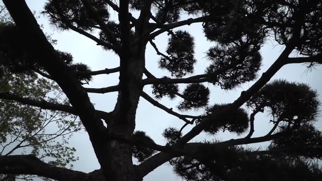 japanese eastern tree in the japanese garden of Planten un Bloomen