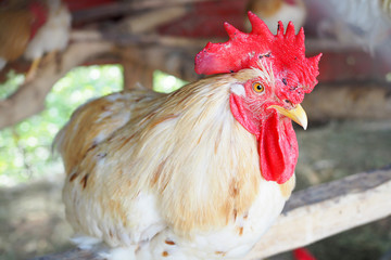 Closeup white chicken in farm