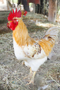 Modern white chicken in farm, production of meat