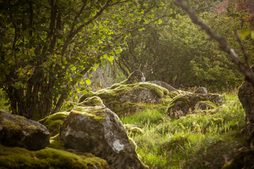 A beautiful, still green autumn forest on the mountain slope in Norway, Folgefonna National Park. Vibrant landscape of autumn.
