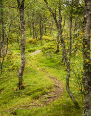 A beautiful, still green autumn forest on the mountain slope in Norway, Folgefonna National Park. Vibrant landscape of autumn.