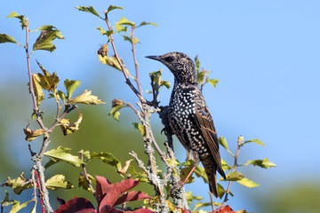 sturnus vulgaris